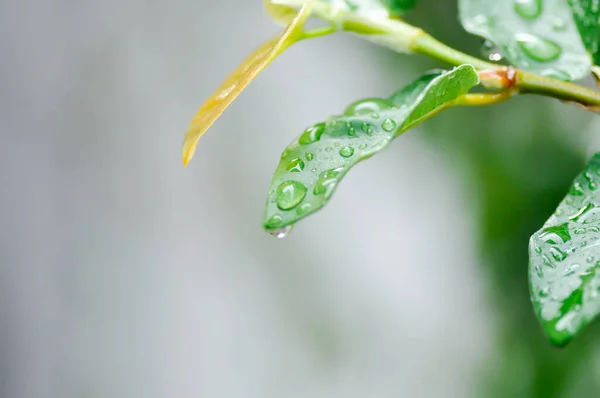 凤尾鱼或攀爬的无花果或Moraceae和露珠或雨滴 — 图库照片