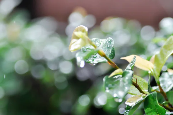 Ficus Pumila Fico Rampicante Moraceae Goccia Rugiada Goccia Pioggia — Foto Stock