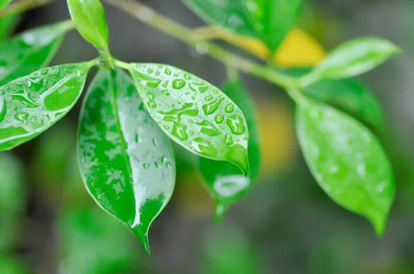 Banyan Tree Ficus Annulata Ficus Bengalensis Rain Drop Dew Drop — Foto de Stock