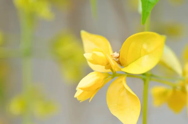 Altın Çelenk Lamiaceae Veya Petraeovitex Wolfei Veya Petreovitex Bambusetorum Kralı — Stok fotoğraf