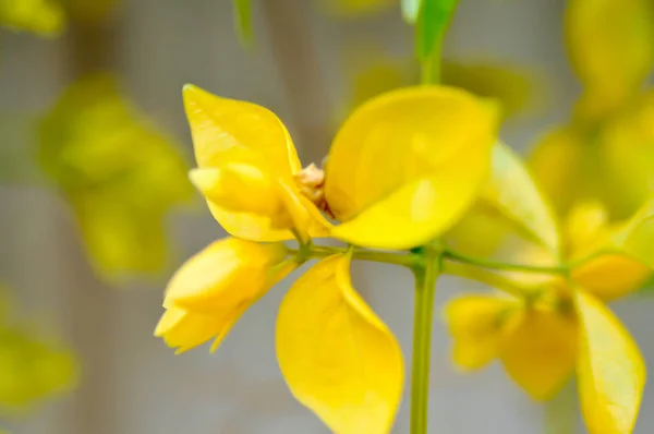 Grinalda Dourada Lamiaceae Petraeovitex Wolfei Petreovitex Bambusetorum Rei Flor Amarela — Fotografia de Stock