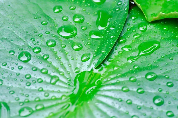 Dew Drop Rain Drop Lotus Leaf Green Leaf Blur Background — Stock Photo, Image