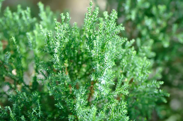 Juniperus Chinensis Chinese Jeneverbes Cupressaceae Plant Dennenboom Plant — Stockfoto