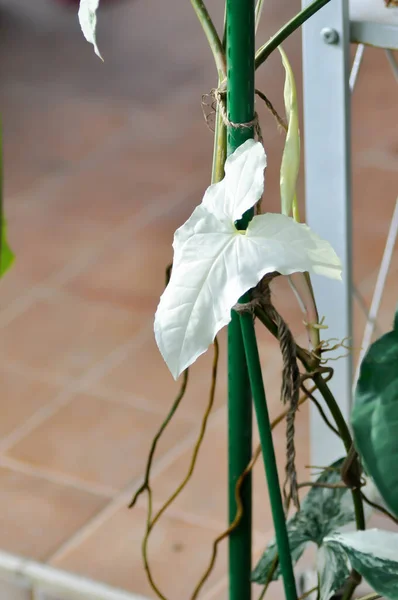 Syngonium Podophyllum Pfeilspitze Reben Oder Gänsefußgewächse Oder Araceae Oder Weiße — Stockfoto