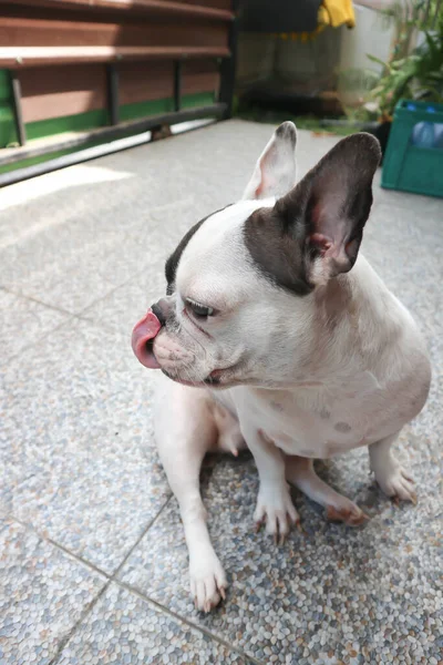 Cão Bulldog Francês Colocar Cão Língua Doente Fora Cães Língua — Fotografia de Stock