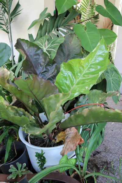 アンスリウムルネッサンスまたはアンスリウム植物 二色植物または斑入り植物 — ストック写真