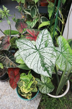 melek kanadı kaladyumu veya candidum, Caladium bicolor veya Araceae ve kaladyum kabarcığı veya iki renkli bitki