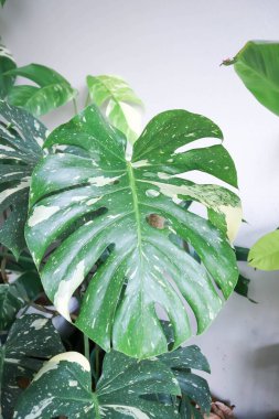 Monstera Thai Takımyıldızı veya Canavar, Kasırga Bitkisi veya İsviçre peyniri veya çeşitli canavarlar veya iki renkli canavar veya iki renkli bitki