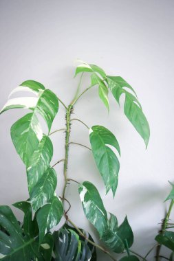 Epipremnum, Epipremnum Pinnatum Variegata ya da Epipremnum pinnatum çeşitlendirilmiş albo ya da bicolor bitkisi