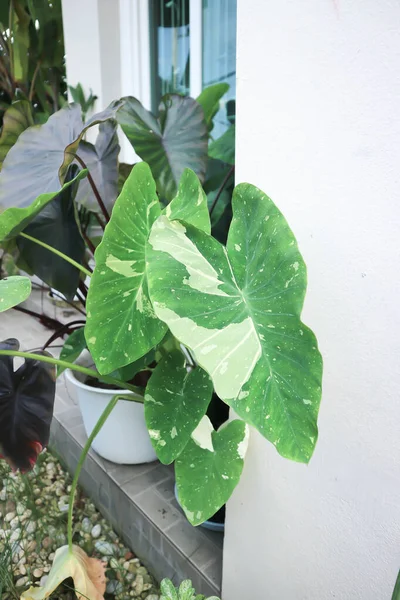 Colocasia Alocasia Vía Láctea Colocasia Vía Láctea Colocasia Planta Variegada —  Fotos de Stock