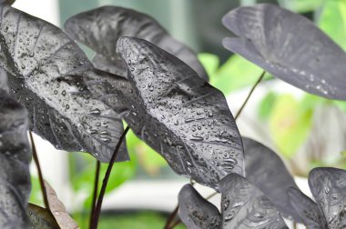 Colocasia siyah dalgası, Colocasia ya da siyah Colocasia bitkisi ve Colocasia esculenta ya da kolocasia siyah mercanı ve yağmur damlası ya da çiy damlası