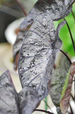 Colocasia siyah dalgası, Colocasia ya da siyah Colocasia bitkisi ve Colocasia esculenta ya da kolocasia siyah mercanı ve yağmur damlası ya da çiy damlası