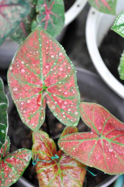 Caladium, Caladium Bicolor Vent veya Caladium bicolor veya pembe kaladyum veya kaladyum kabarcığı ve yağmur damlası