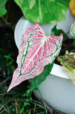 Caladium, Caladium ThaiBeauty veya Dieffenbachia seguine veya Caladium bicolor or Araceae or Pembe leaf