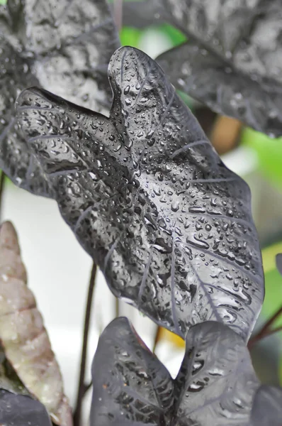 コロカシア黒リップル コロカシアまたは黒コロカシア植物とコロカシアエスカリエンタまたはコロカシア黒サンゴと雨滴または露滴 — ストック写真