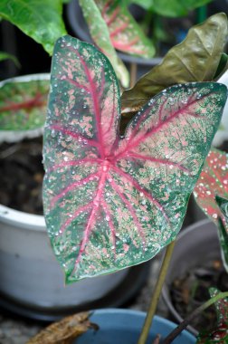 Caladium, Caladium Bicolor Vent veya Caladium bicolor veya Pembe kaladyum ve yağmur damlası veya çiy damlası