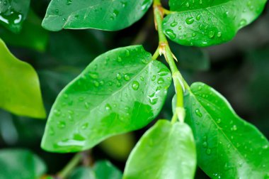 Ficus pumila veya tırmanan incir veya MoraceAE ve çiy damlası veya yağmur damlası