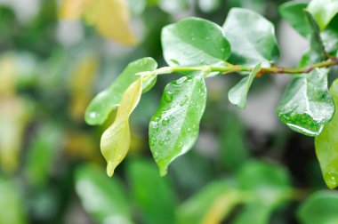 Ficus pumila veya tırmanan incir veya MoraceAE ve çiy damlası veya yağmur damlası