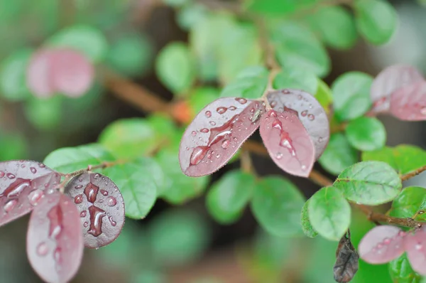 Chinese Fringe Flower Loropetalum Chinense Dew Drop Rubrum Yieh Hamamelidaceae — Stock Photo, Image