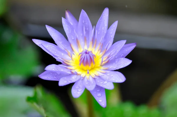 Lotus Florescent Purple Lotus Rain Drop Dew Drop — Stock Photo, Image