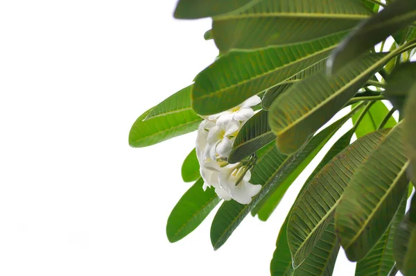 Frangipani Frangipani Bloem Pagode Boom Witte Achtergrond — Stockfoto