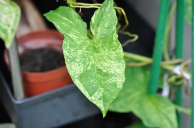 Syngonium podophyllum, Arrowhead Vine veya Goosefoot Plant veya Araceae veya bicolor syngonium veya syngonium