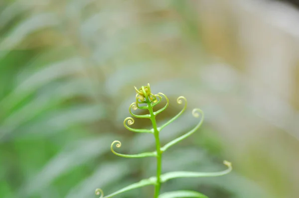 Pteris Vittata Lub Pteris Vittata Lub Paproć Paproć Lub Dicksonia — Zdjęcie stockowe