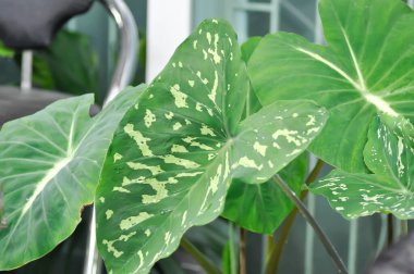 Colocasia Esculenta Hilo Beauty, Colocasia veya Esculenta Hilo veya Colocasia bicolor veya Colocasia variegated