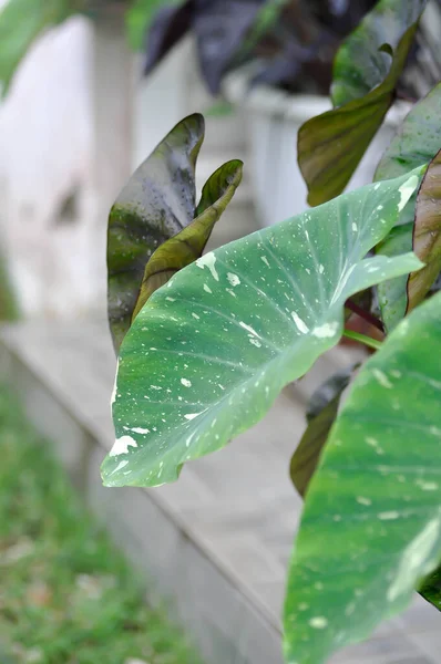 Colocasia Lava Blanca Colocasia Variegada Bicolor Colocasia — Foto de Stock