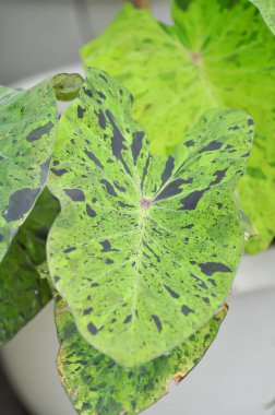Alocasia, Alocasia mohito veya Mojito Alocasia veya üç renkli alocasia veya siyah ve yeşil yaprak veya Alocasia çift renkli