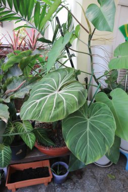 Philodendron Gloriosum, Philodendron bitkisi