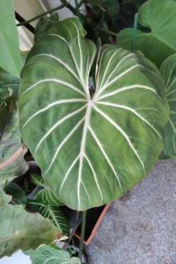 Philodendron Gloriosum, Philodendron bitkisi