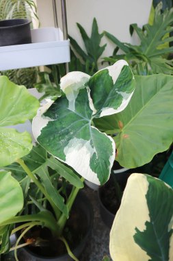 Albomarginata, Araceae veya Schott veya Xanthosoma sagittifolium veya XANTHOSOMA veya Mickey Mouse Bitkisi ve alocasia bitkisi