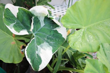 Albomarginata, Araceae veya Schott veya Xanthosoma sagittifolium veya XANTHOSOMA veya Mickey Mouse Bitkisi ve alocasia bitkisi