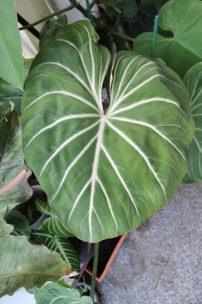 Philodendron Gloriosum Planta Philodendron Jardín — Foto de Stock