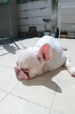 Beyaz Fransız bulldog 'u ya da Fransız bulldog' u, uykucu köpek ya da yerde güneşlenen köpek.