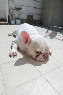 Beyaz Fransız bulldog 'u ya da Fransız bulldog' u, uykucu köpek ya da yerde güneşlenen köpek.