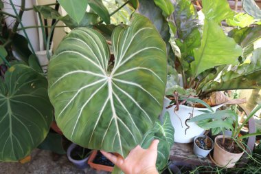 Philodendron Gloriosum, Philodendron bitkisi