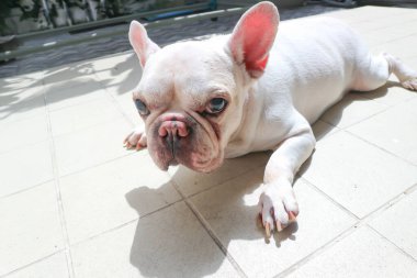Beyaz Fransız bulldog 'u ya da Fransız bulldog' u, uykucu köpek ya da yerde güneşlenen köpek.