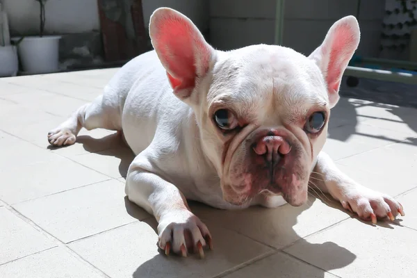 white French bulldog  or lie down French bulldog ,sleepy dog or sunbathe dog on the floor