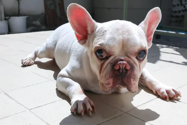 Beyaz Fransız Bulldog Fransız Bulldog Uykucu Köpek Yerde Güneşlenen Köpek — Stok fotoğraf