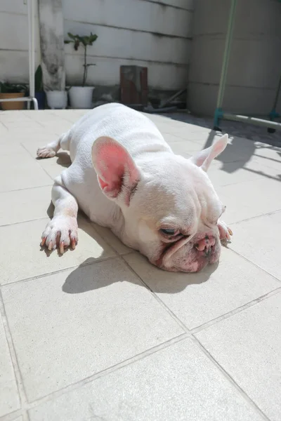Λευκό Γαλλικό Μπουλντόγκ Ξαπλώστε Γαλλικά Μπουλντόγκ Υπνηλία Σκυλί Ηλιοθεραπεία Σκυλί — Φωτογραφία Αρχείου
