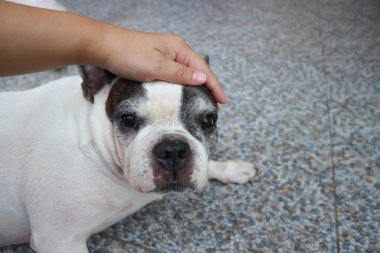 Elleyen köpek ya da Fransız bulldog 'u ya da oturan buldog, okşayan köpek ya da yere dokunan köpek