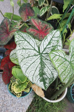 melek kanadı kaladyumu veya candidum, Caladium bicolor veya Araceae veya bicolor bitkisi