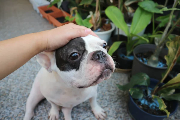 Elleyen Köpek Fransız Bulldog Oturan Buldog Okşayan Köpek Yere Dokunan — Stok fotoğraf