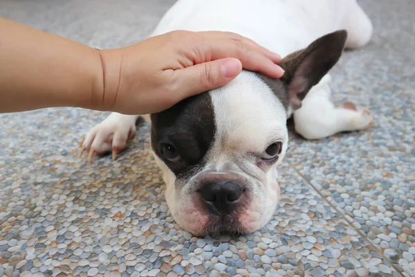 Elleyen Köpek Fransız Bulldog Oturan Buldog Okşayan Köpek Yere Dokunan — Stok fotoğraf