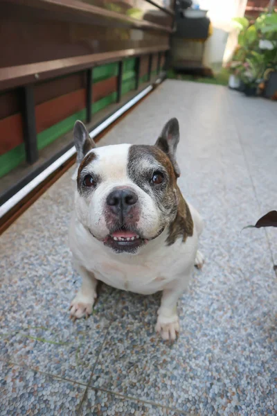 Cão Bulldog Francês Cão Velho Casa — Fotografia de Stock