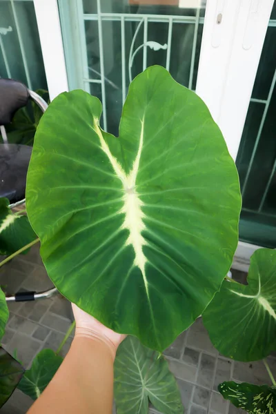 Colocasia Esculenta Nancys Revenge Nancys Revenge象の耳またはColocasiaまたは二色のコロコシア — ストック写真