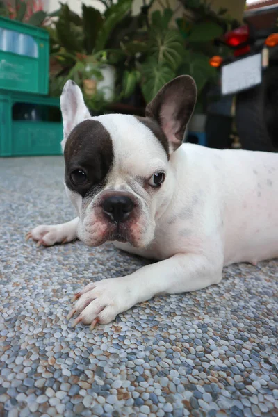 Hond Franse Bulldog Onwetende Franse Bulldog Vloer — Stockfoto