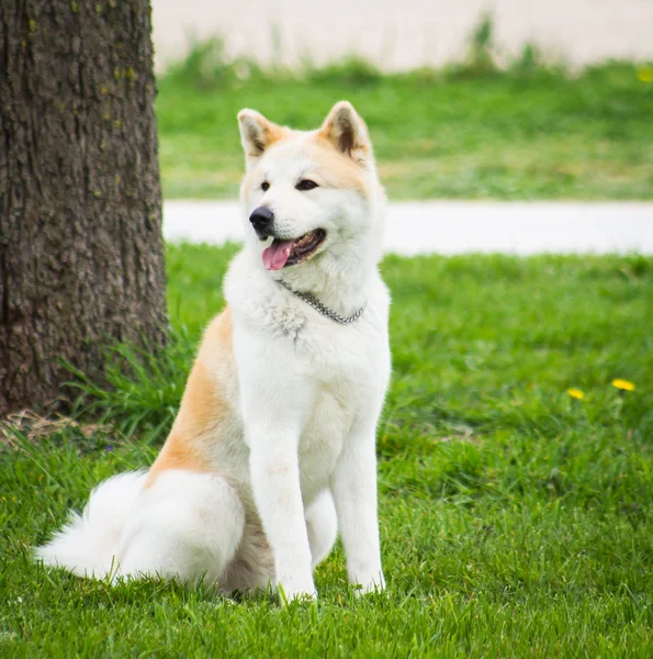 Biały pies — Zdjęcie stockowe